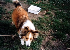 Wild Honey dog